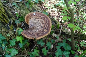 Polyporus squamosus (2) (1200 x 802).jpg